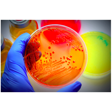 [PA] Antibiotic testing discs
