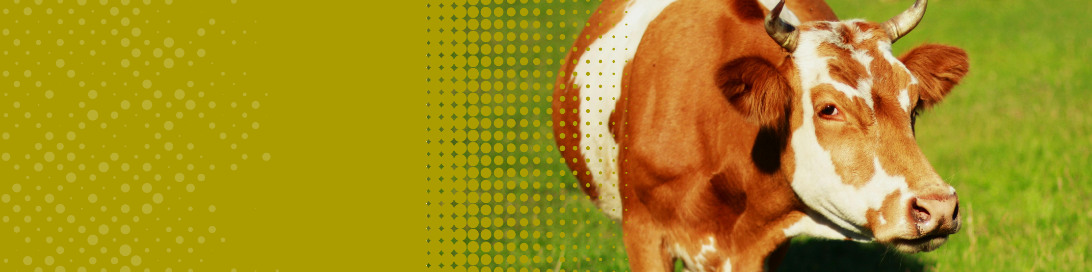 Cattle food